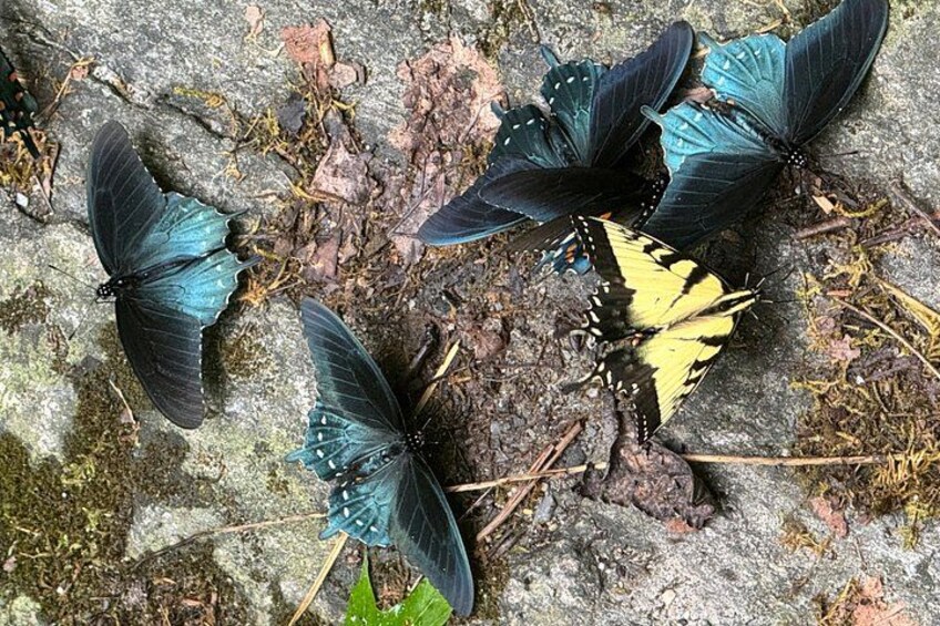 Butterflies on a rock surface. 5