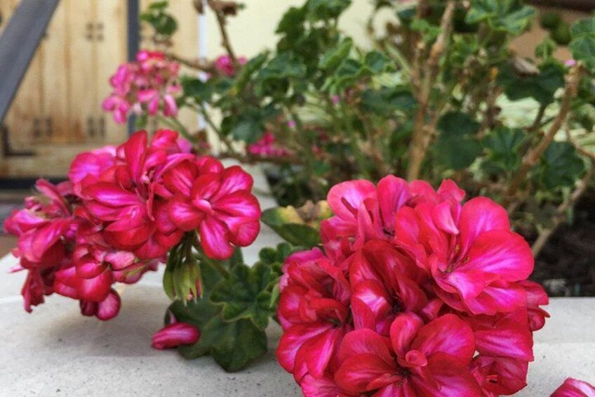 Des géraniums roses dans un jardin, avec une clôture en bois et un feuillage verdoyant en arrière-plan. 2