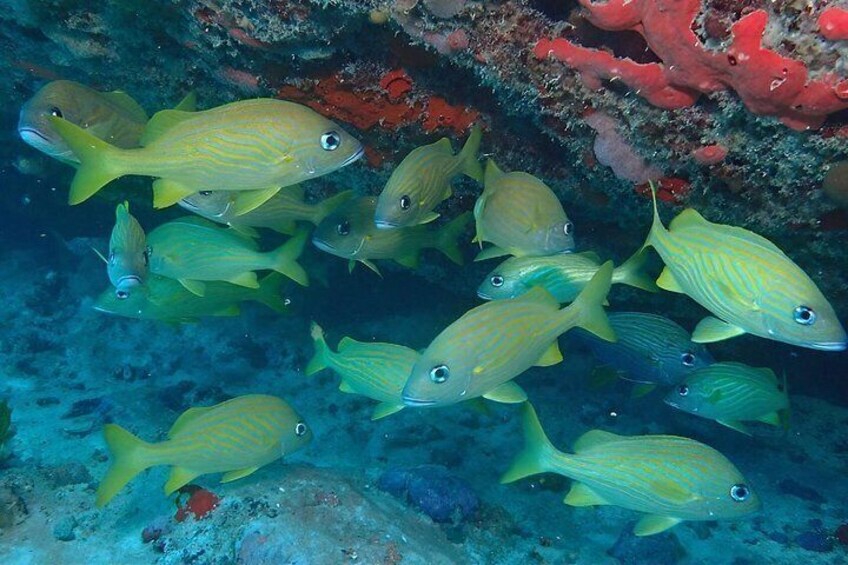 A school of yellow fish swimming near a coral reef. 2