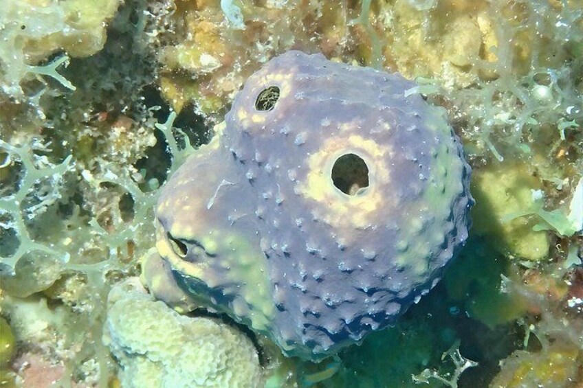 Anguilla Based: PADI Discover Scuba (Introductory Dive) 2