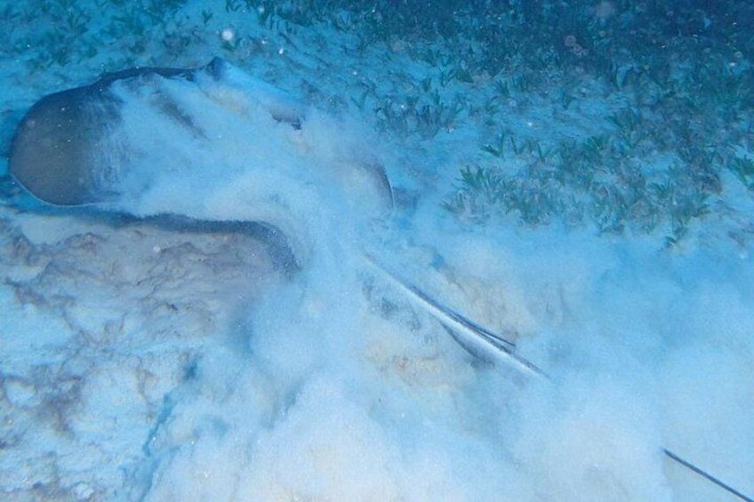 StingRays 3