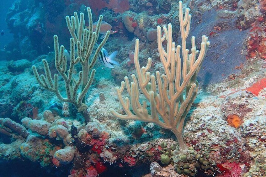 A coral reef with branching corals and a fish swimming nearby. 3