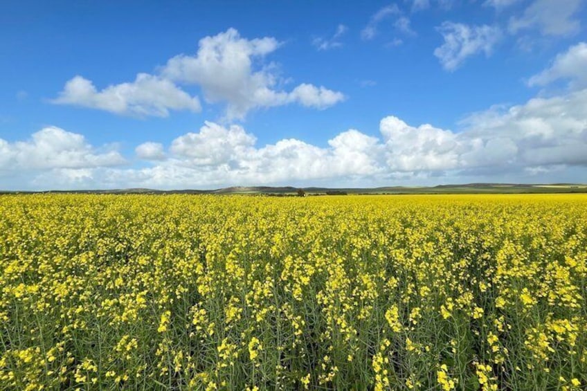 Perth 2-Day Tour: Pinnacles, Pink Lake & Stargazing (Tue, Thu) 2