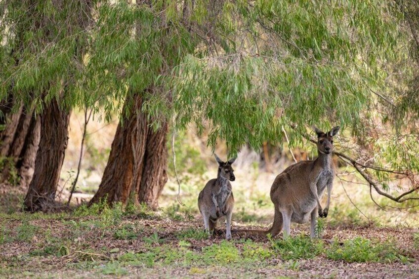 Perth 2-Day Tour: Pinnacles, Pink Lake & Stargazing (Tue, Thu) 2