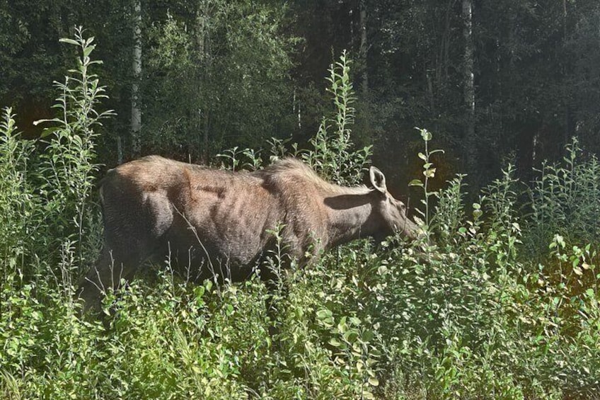 Ein Moos im bewaldeten Gebiet mit dichter Vegetation. 2