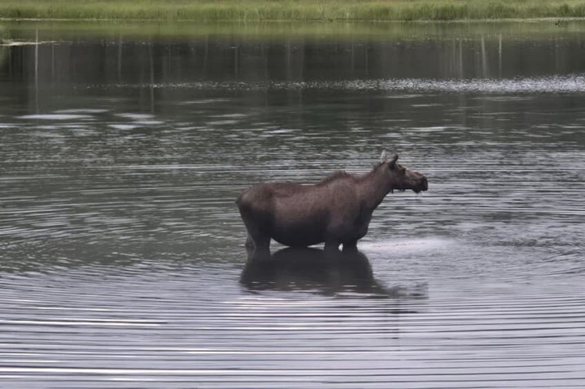 Ein Elch steht im Wasser, Spiegelungen von Bäumen und eine Wiese sind im Hintergrund zu sehen. 3