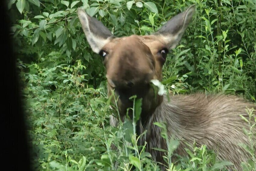 A deer in a grassy area with dense foliage. 5