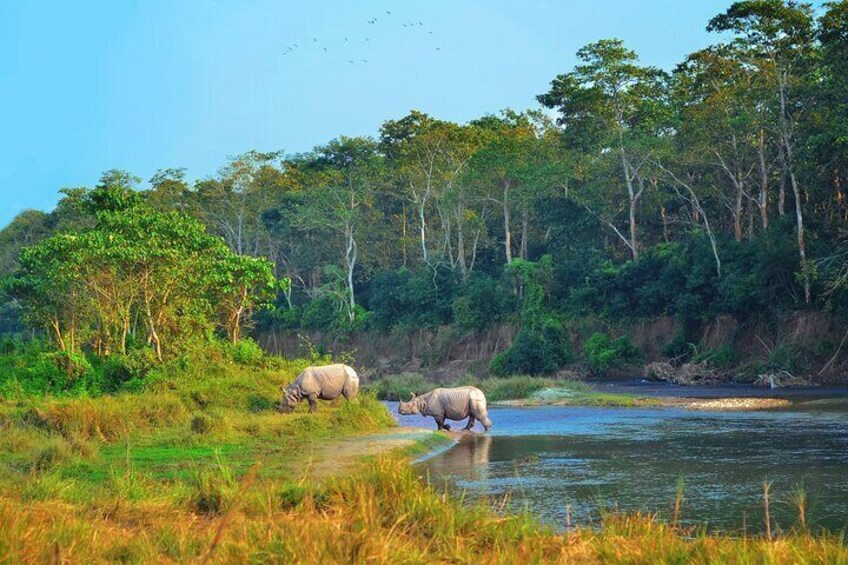 Two elephants by a river in a forested area. 2