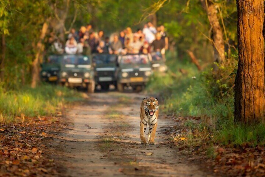 A tiger walking on a dirt path with vehicles and people in the background. 1