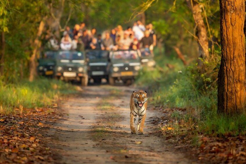 A tiger walking on a dirt path with vehicles and people in the background. 1