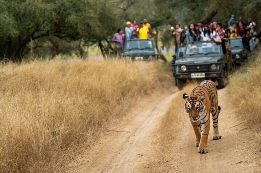 A tiger walking on a dirt road with vehicles and people in the background. 3