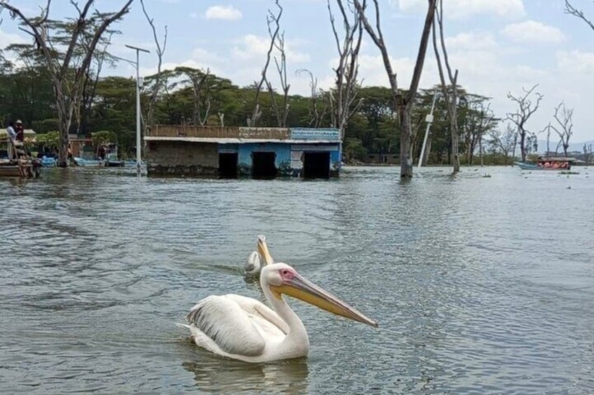 Day tour to Hell's Gate National Park and Lake Naivasha Boat Ride 1