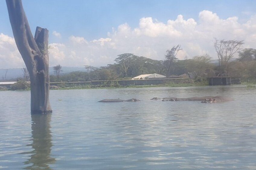 A water body with a tree trunk in the foreground and a few animals in the water. 3