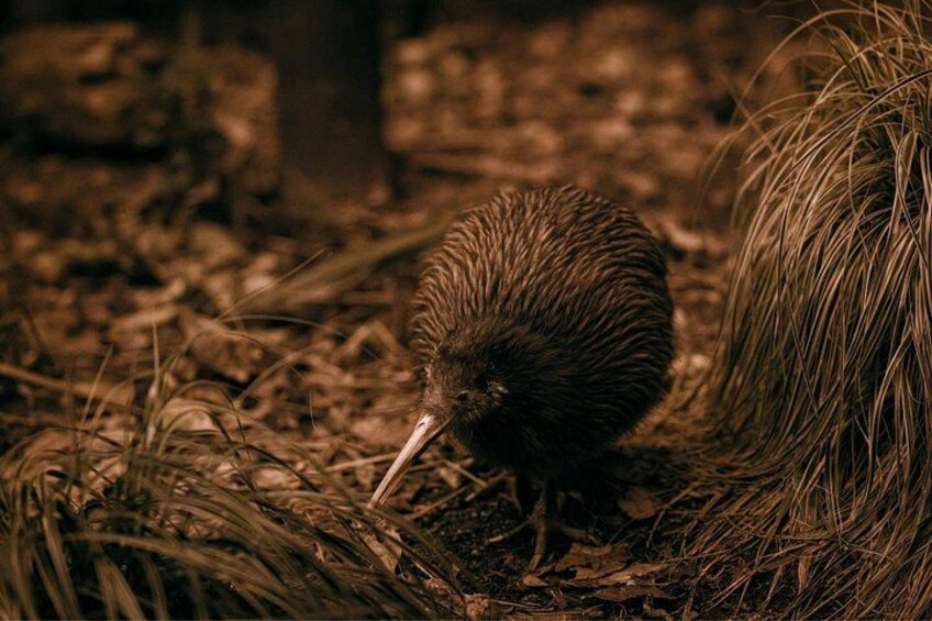 A kiwi bird in a natural setting with dry grass and a tree trunk. 4