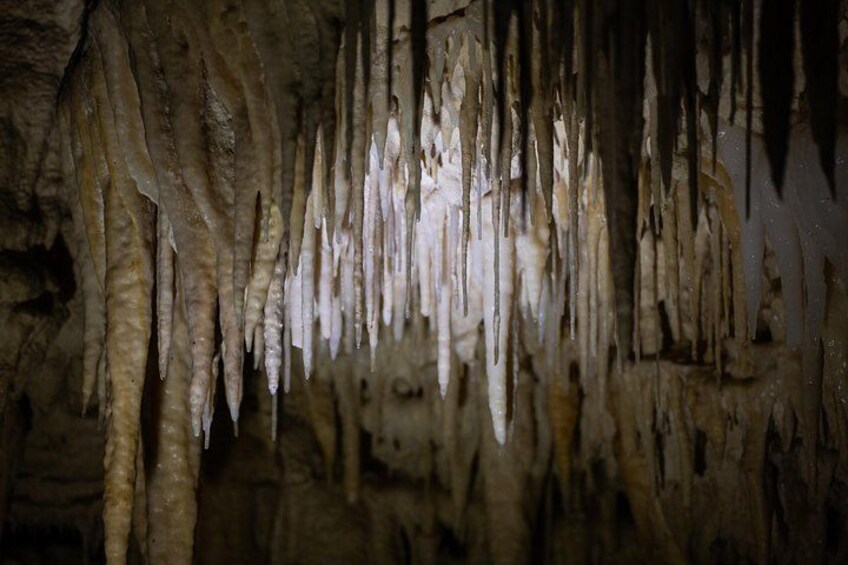Auckland: Te Puia Rotorua & Waitomo Caves Small Group with Lunch 2