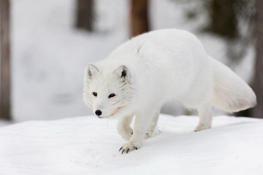 A white fox walking on snow. 5
