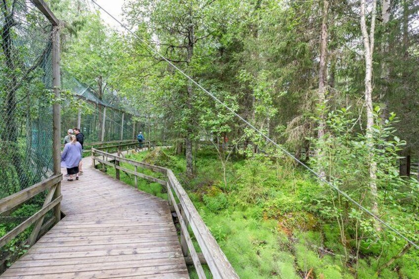A wooden boardwalk through a forest with a rope suspension bridge. 2