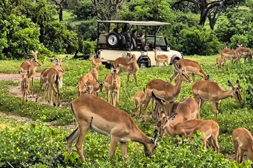 Een safariwagen met passagiers die een kudde antilopen in een grasveld zien grazen. 3