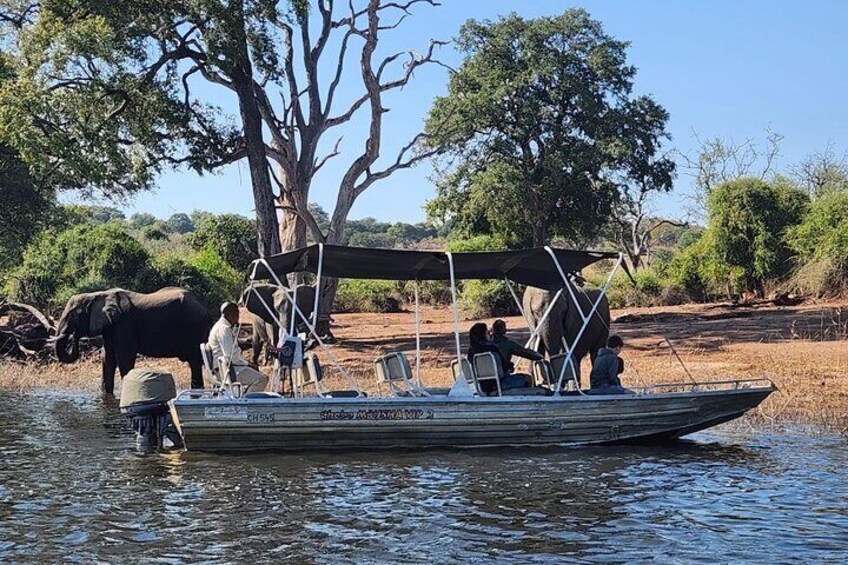 Een boot met mensen en een olifant, nabij een boom aan een rivier. 5