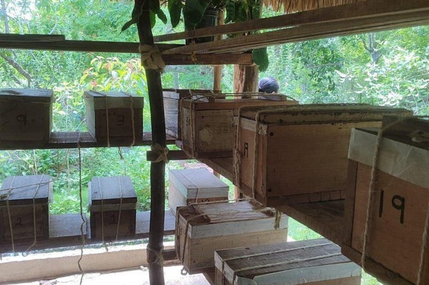 Wooden birdcages hanging from a bamboo structure, with greenery visible outside. 4