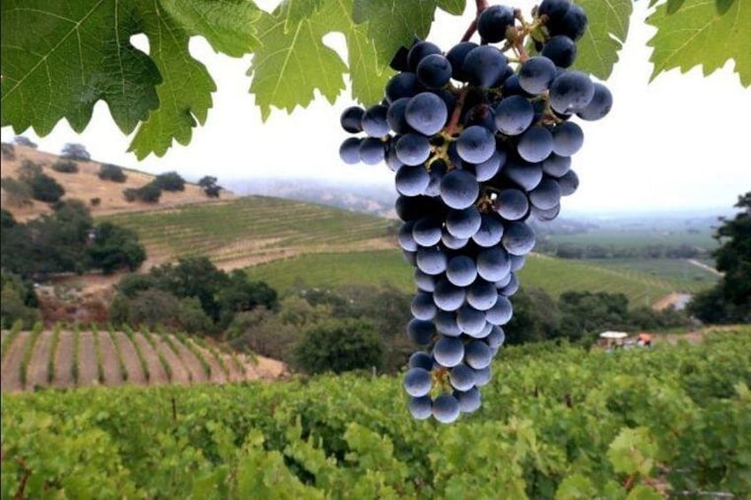 Une grappe de raisins violets foncés pendant à une vigne, avec un vignoble et des collines ondoyantes en arrière-plan. 2