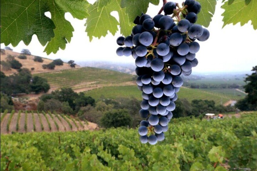 Ends with fine wine at the Salt Mine Wine 4