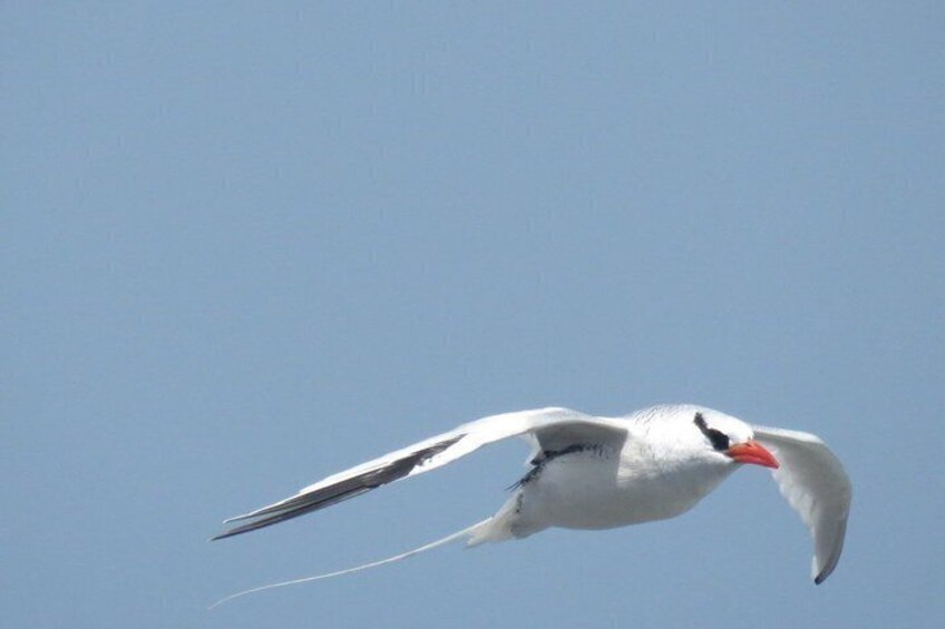 16 Day Birding Tour in Senegal: Explore Sahelian Avifauna 3