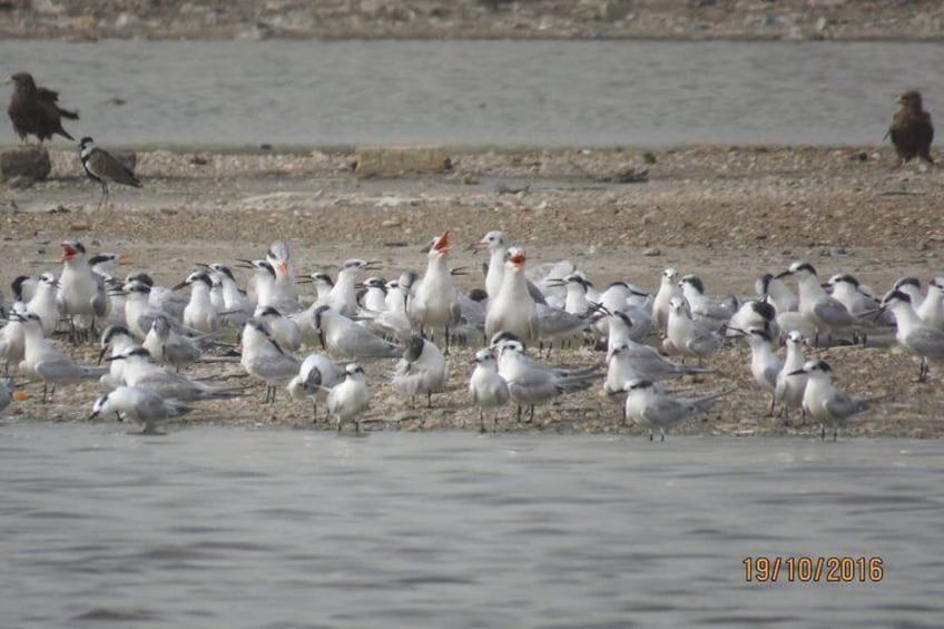 16 Day Birding Tour in Senegal: Explore Sahelian Avifauna 2