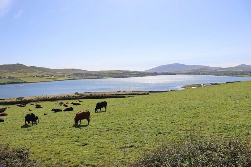 Un campo cubierto de hierba con vacas pastando cerca de un lago rodeado de colinas. 5