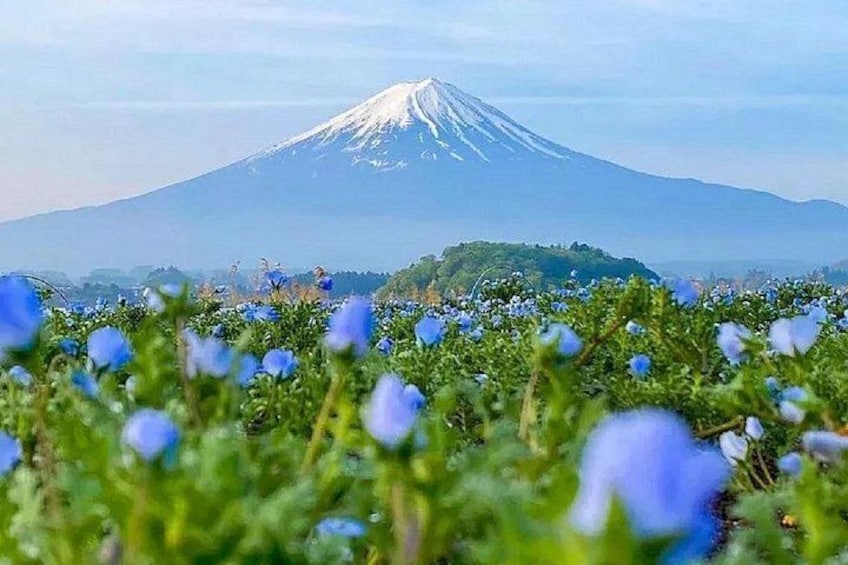 A field of blue flowers in front of a snow-capped mountain. 1