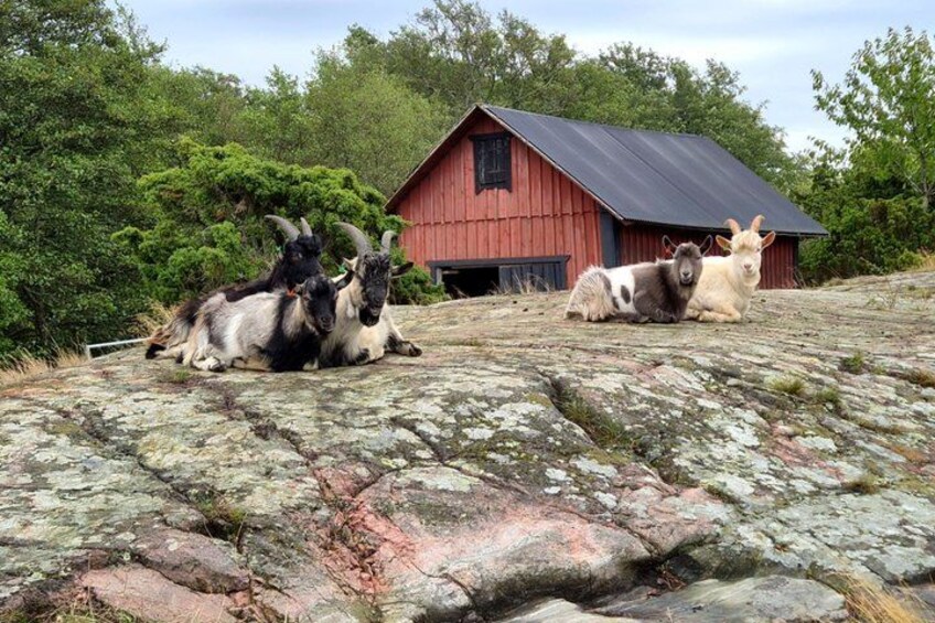 Stockholm Archipelago Trail Hike to Landsort Lighthouse 4