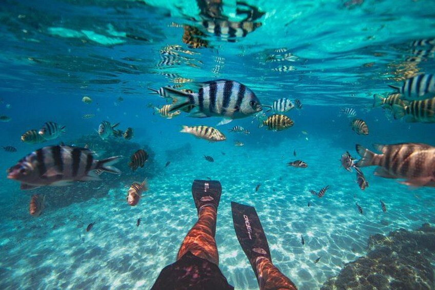 Underwater scenery with clear water, a snorkeler's feet, and various fish. 2