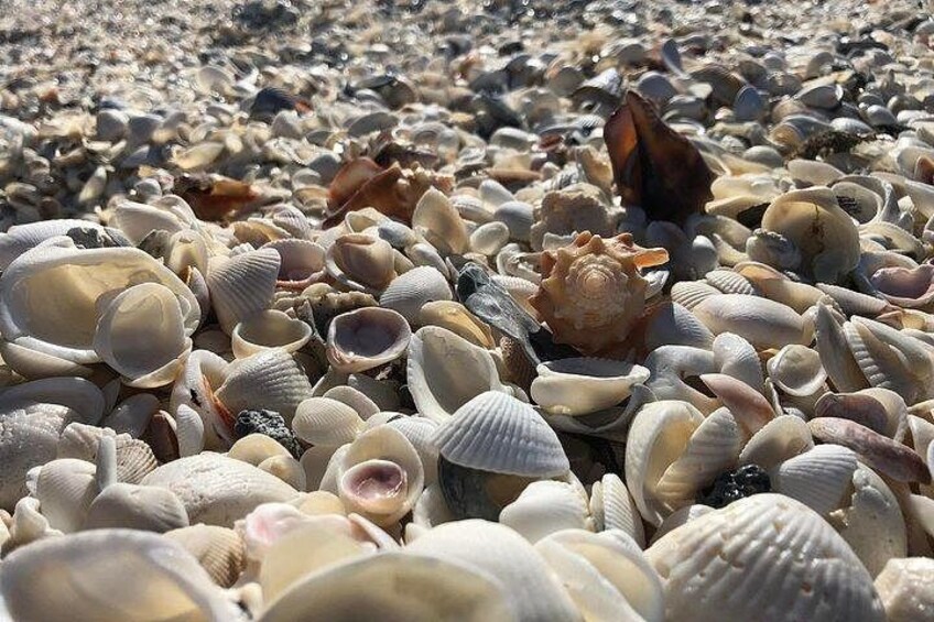 3 Hour Keewaydin Island Shelling Adventure 1