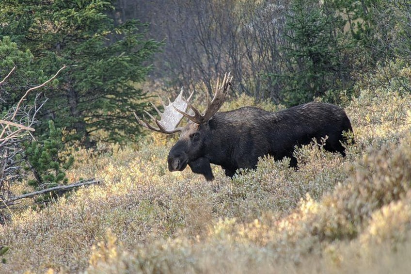 Yellowstone PRIVATE Wildlife Safari with Lunch 5