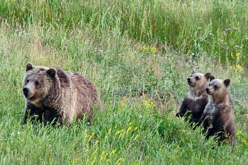 Ein Bär und zwei Jungtiere auf einer Wiese. 4