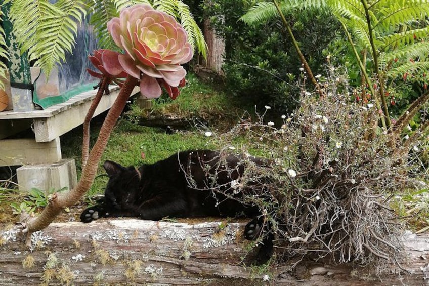 Even our cats! 2