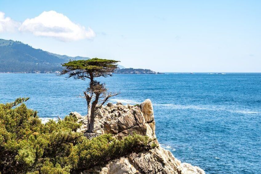 A coastal landscape with a prominent tree on a rocky outcrop, a clear blue sea, and distant hills. 5