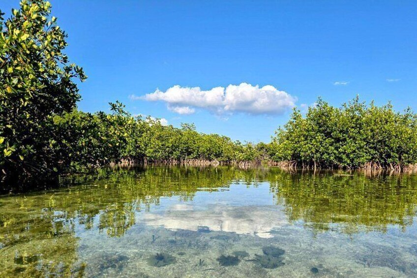 A mangrove forest with clear water reflecting the sky and trees. 4