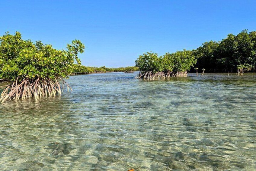 A mangrove forest with clear water and green foliage. 3