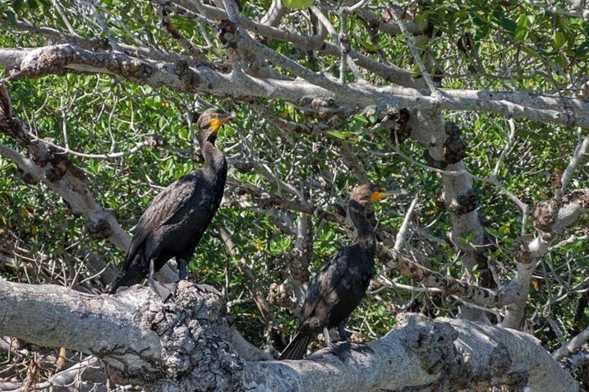 Two birds perched on a branch in a wooded area. 5