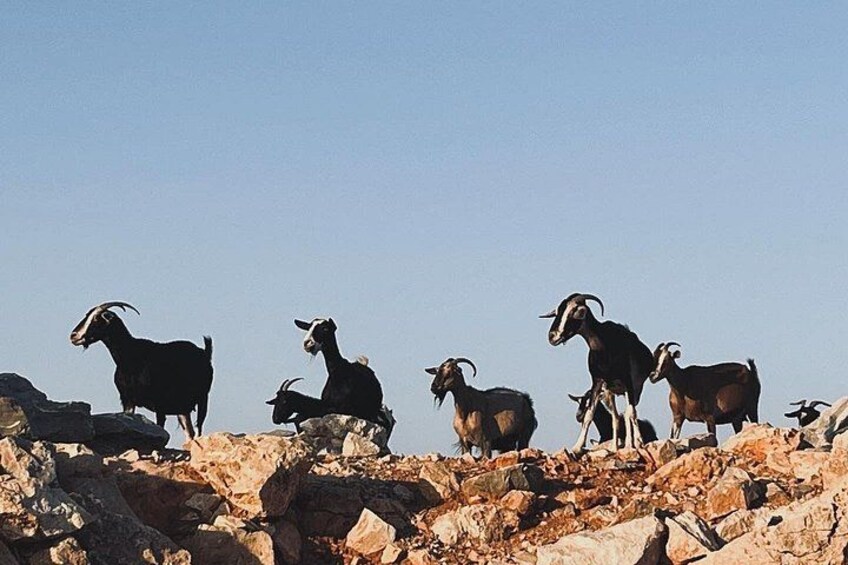 [our friends.. 8 goats] 5