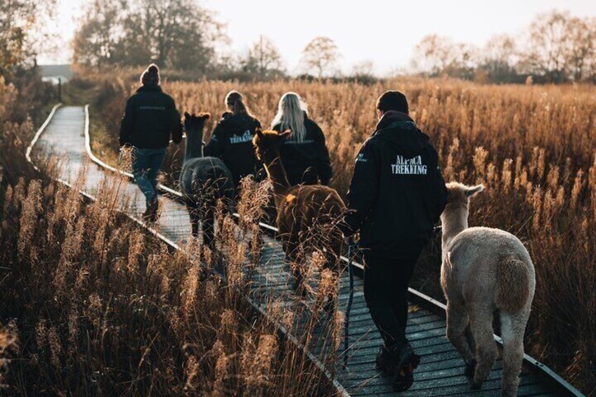 A group of people walking a sheep on a wooden boardwalk through a field. 4
