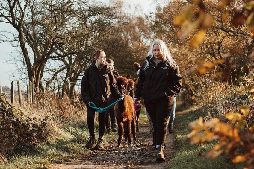 Alpaca & Donkey Trekking Experience at Wetley Moor Common 3