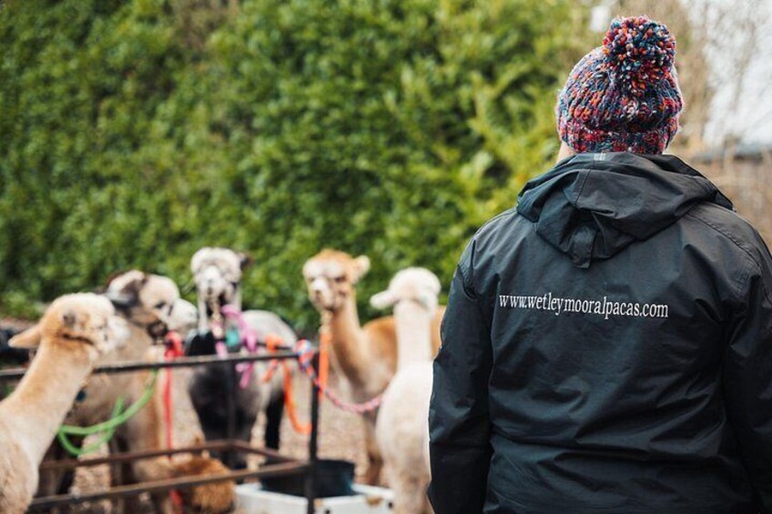 A person in a black jacket with a website URL, standing in front of llamas. 5