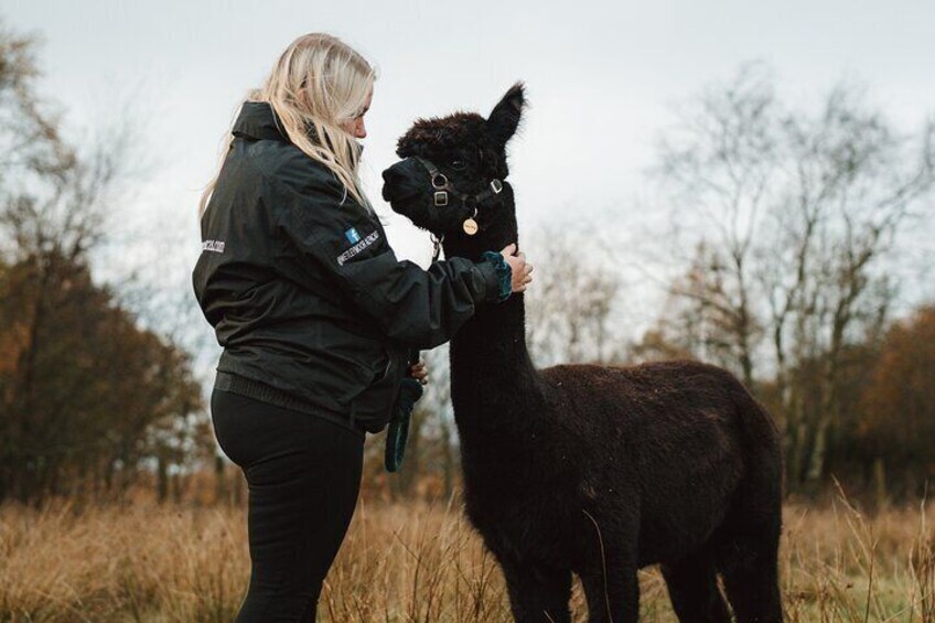 A person in a black jacket petting a black llama in a field with trees in the background. 2
