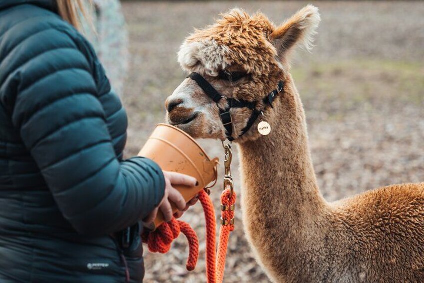 A person feeding a llama with a bucket. 2