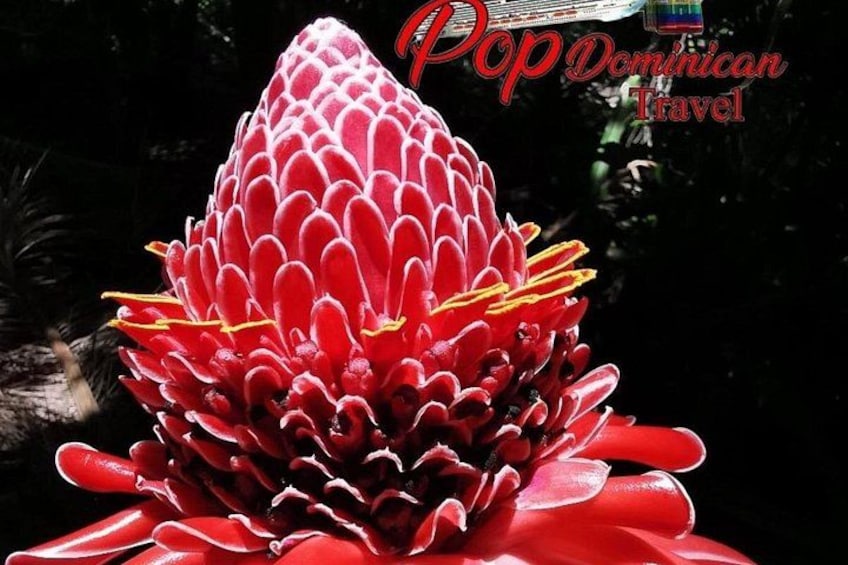 Eco-tours and typical Dominican food in Puerto Plata 4