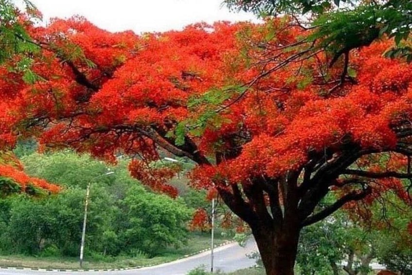 Eco-tours and typical Dominican food in Puerto Plata 2