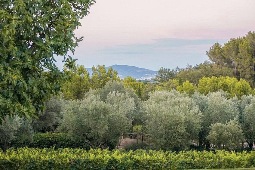 Horse Riding and Wine Tasting Experience 2