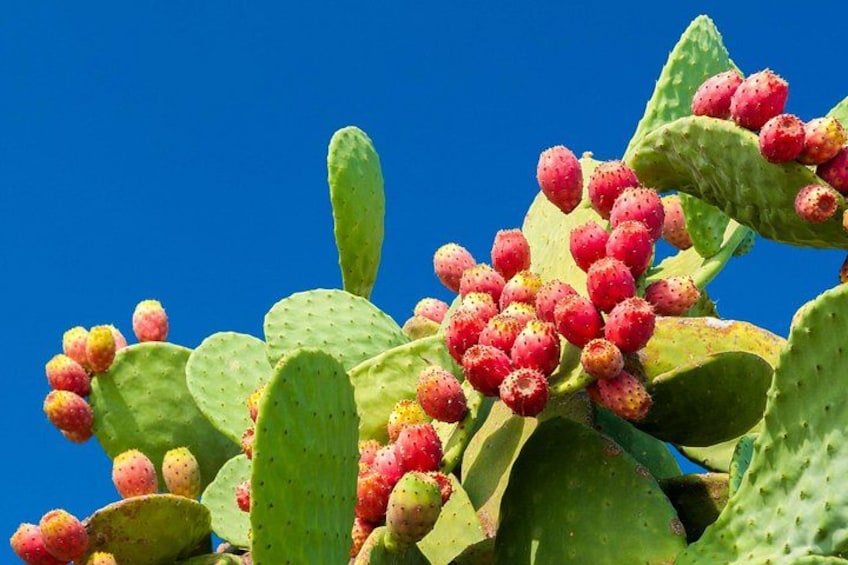 Guided Tasting of 15+ Tropical Fruits in Playa del Carmen 5